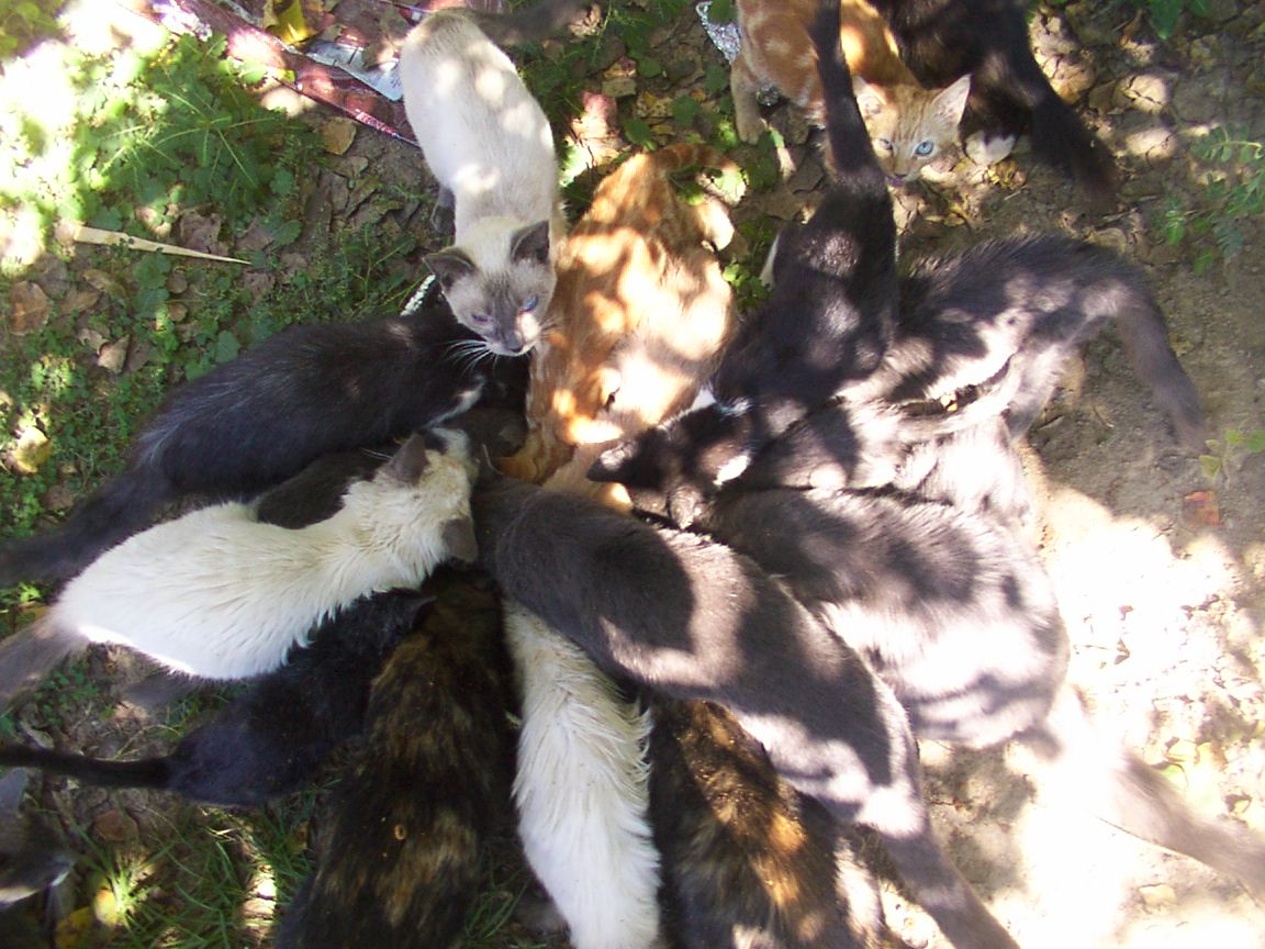 FEEDING FRENZY!!!