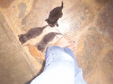 4 week old kittens!