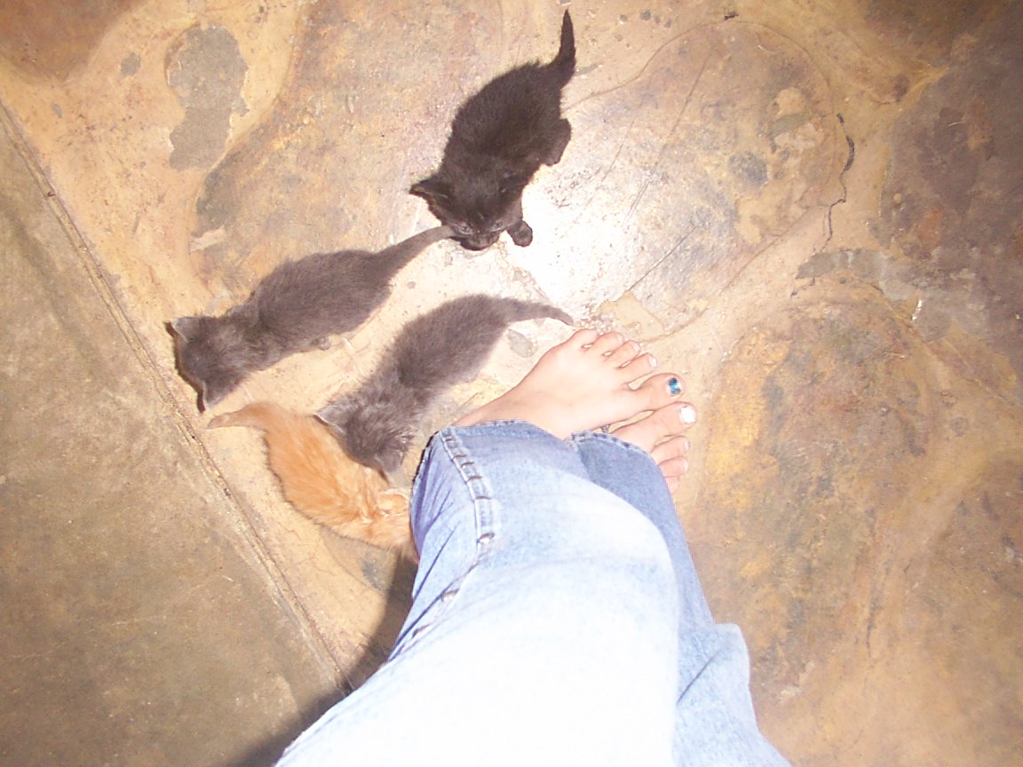 4 week old kittens!