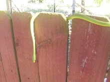Slinky the rough green snake!