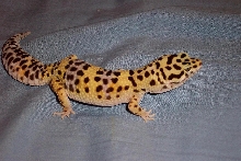 leo1