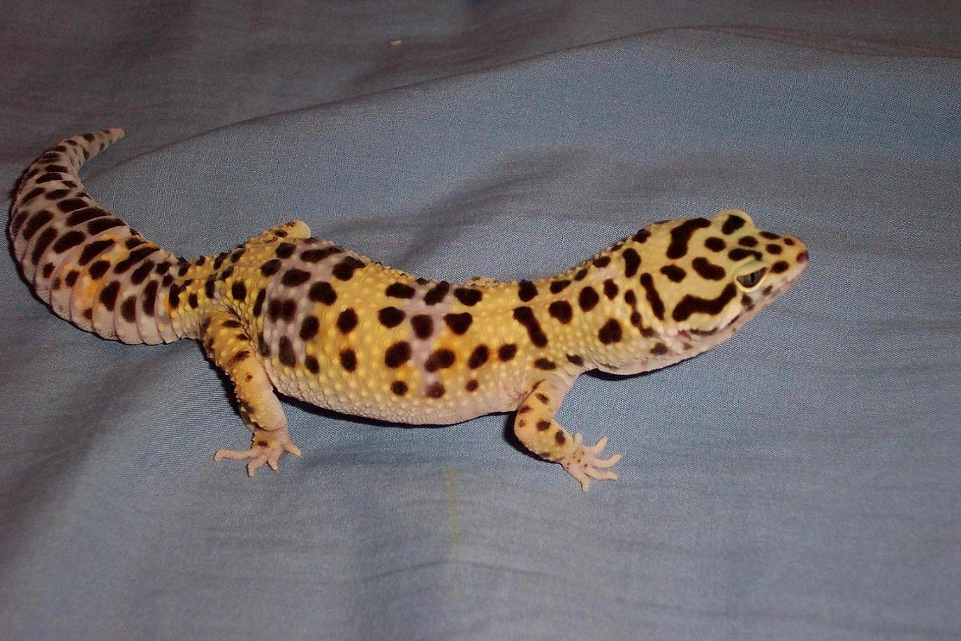 leo1