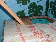 Amazon laying