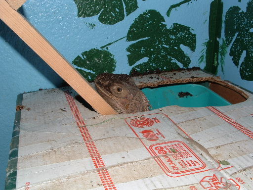 Amazon laying