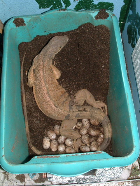 egg laying