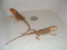 beardies in bath