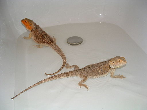 beardies in bath
