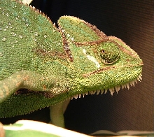 Female veiled