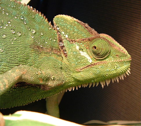 Female veiled