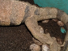 egg laying in progress