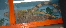 mating igs 2