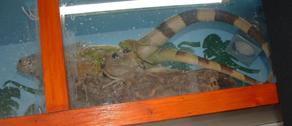 mating igs 2