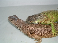 mating close