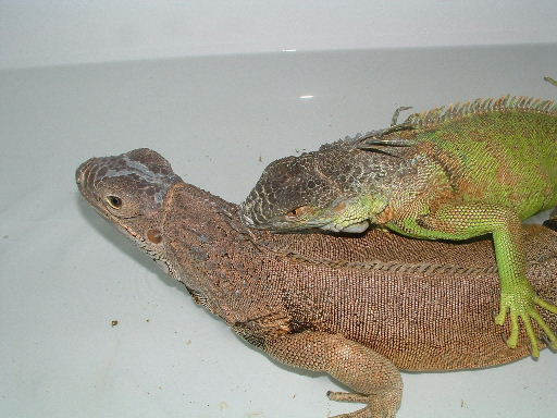 mating close