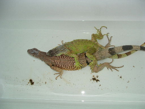 bath