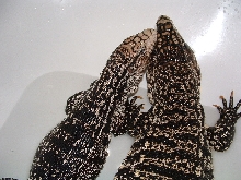 tegus in bath