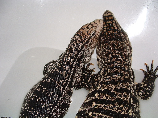 tegus in bath