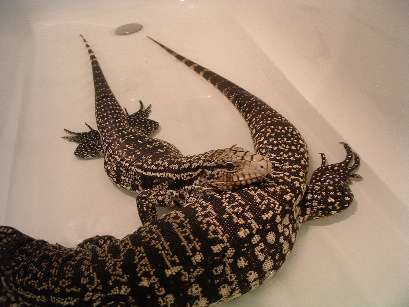 tegus in bath 2