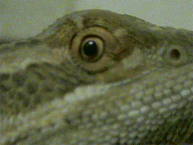 eye