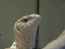 raptor
