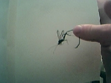 uh, i'm not sure if its a wasp, or what