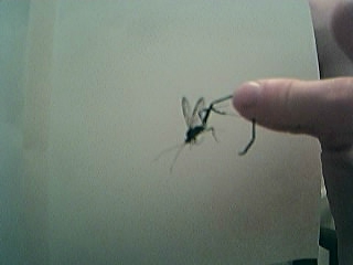 uh, i'm not sure if its a wasp, or what