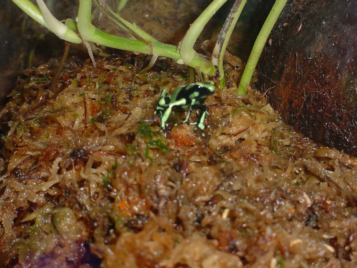 5 leg auratus
