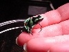 5 leg auratus