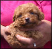 Mocha at 4 Weeks