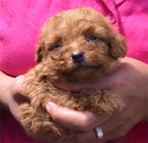 Mocha at 4 Weeks