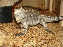 Male Rock Iguana