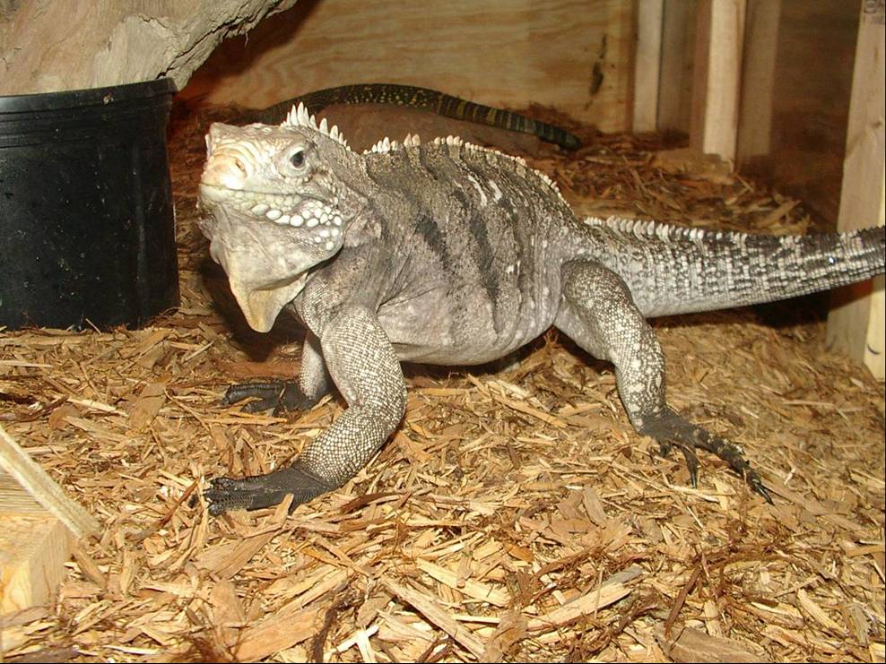 Male Rock Iguana