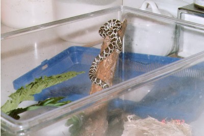 Tree Python in Fox Snake Skin