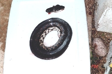 Black Rat or Coachwhip?