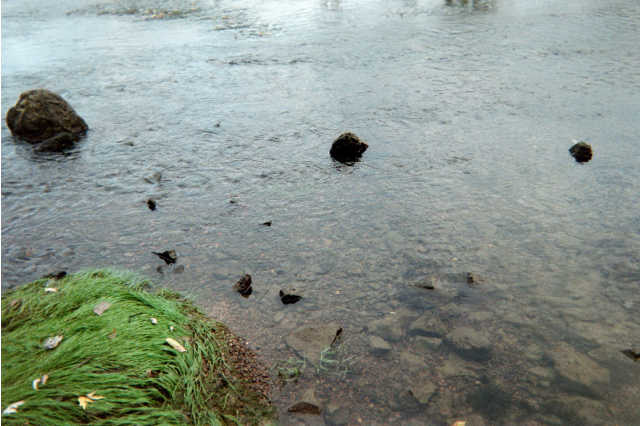 The White River