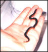 my first lil snakiepoox
