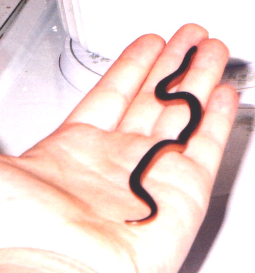 my first lil snakiepoox