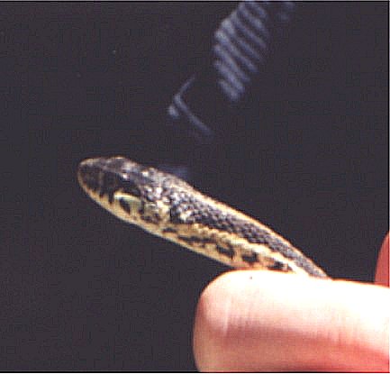 Garter Head shot