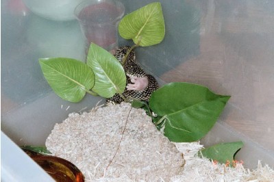 Shy Miss Specks- eating pinkie