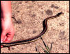 Western Garter