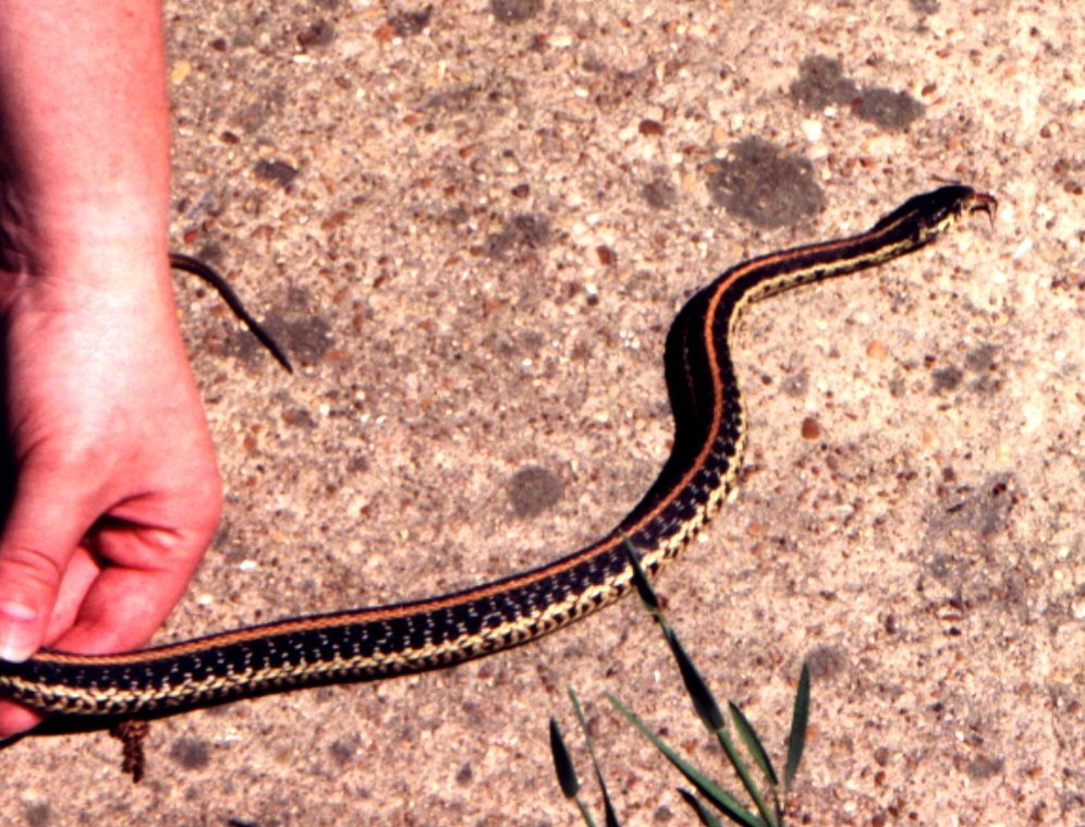 Western Garter