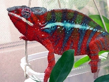 Another Blue Bar Ambilobe "Apollo"