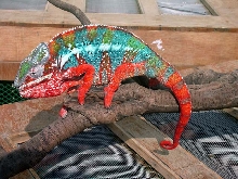 My Ambilobe "Zeus"