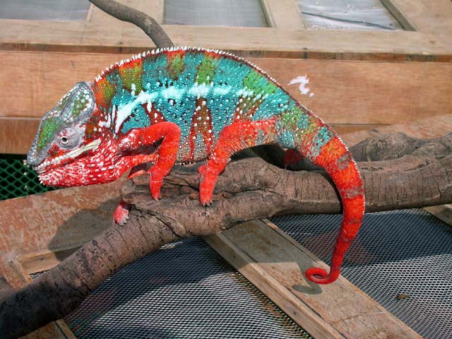 My Ambilobe "Zeus"