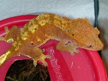 orange flame