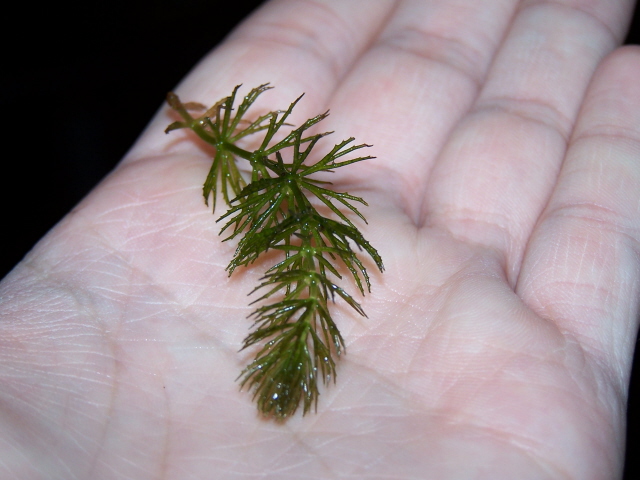 What is this?