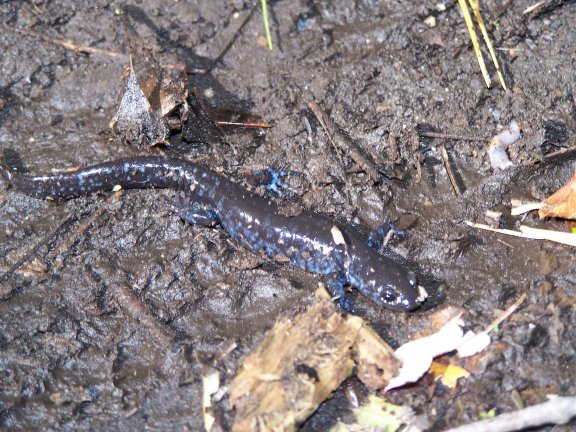 Blue Spotted Salamander