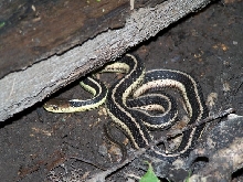 Common Garter Snake