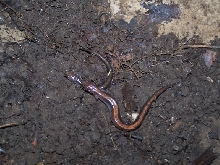 Red Backed Salamander
