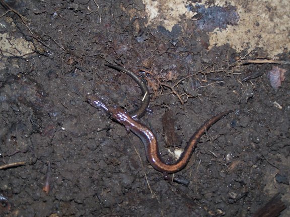 Red Backed Salamander